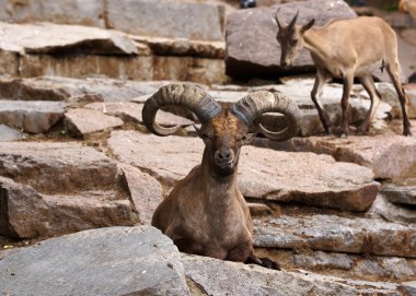 Capra cylindricornis Blyth