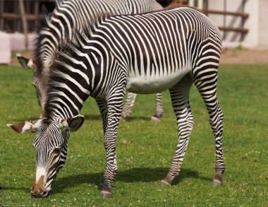 afrika zebra