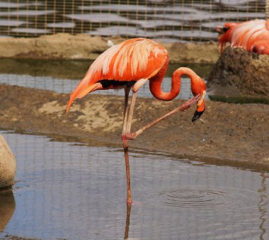 pembe flamingo.