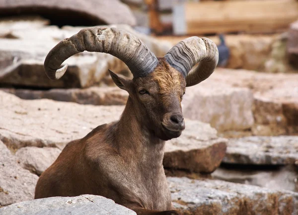 stock image Capra cylindricornis Blyth