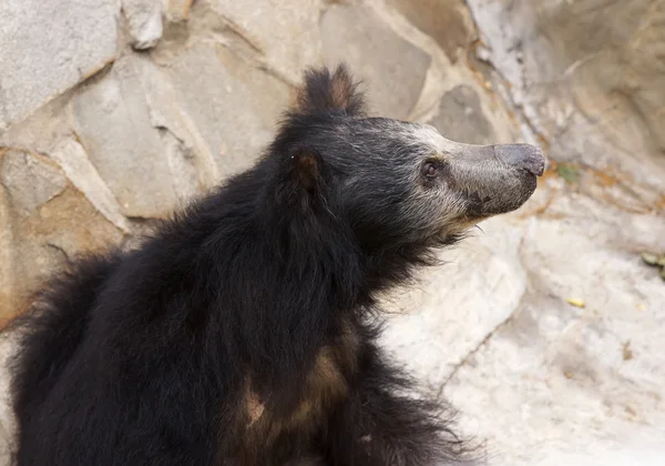 stock image Sloth bear