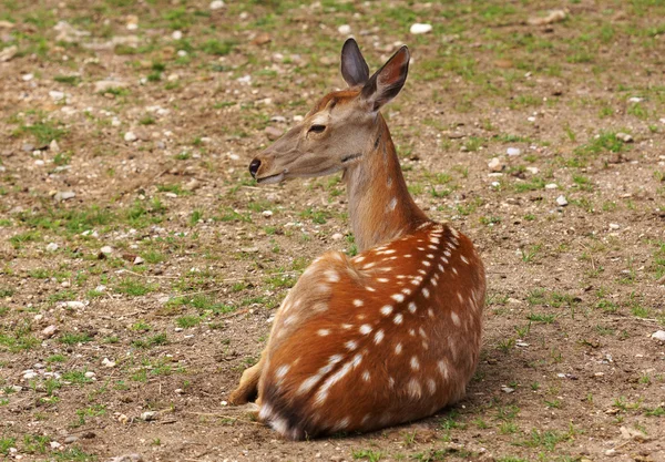小的鹿 — 图库照片