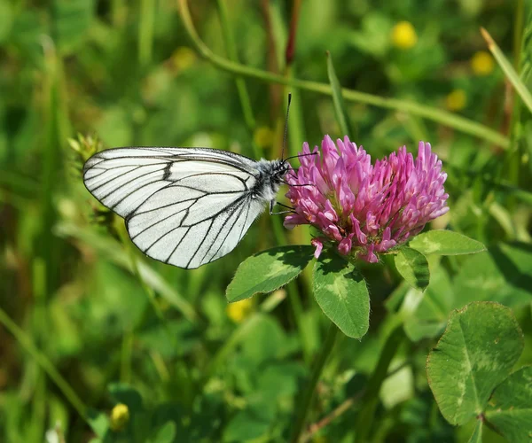 Білий метелик на квітці — стокове фото