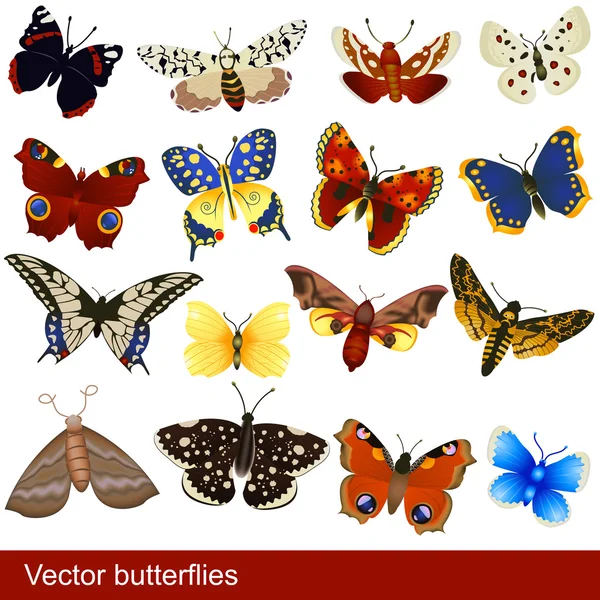 stock vector Vector butterflies
