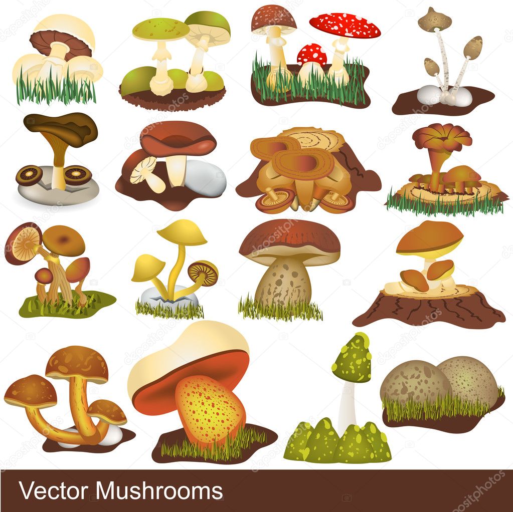 Vector mushrooms