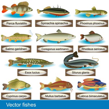 Vector Fishes clipart