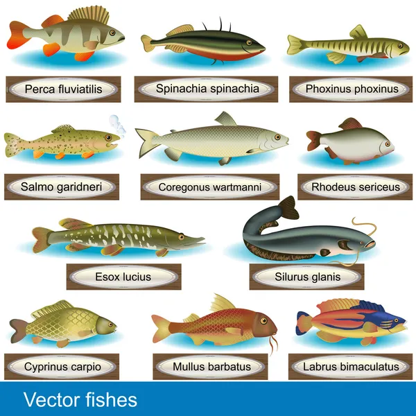 Vektorfische — Stockvektor