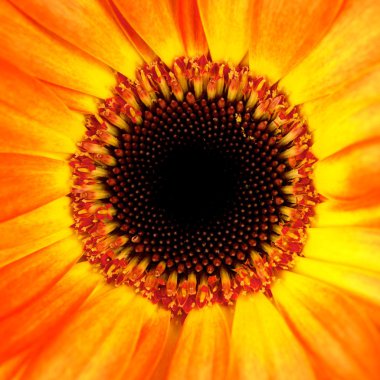 Gerbera