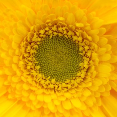 Gerbera