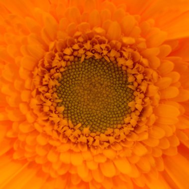 Gerbera