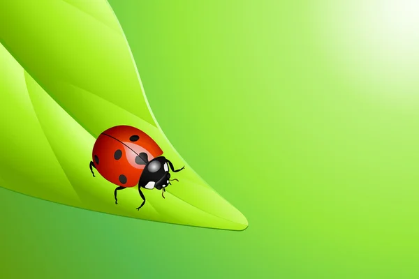 Vector Illustration Ladybug Leaf — Stock Vector