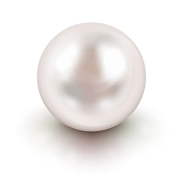 Bílá perla — Stockový vektor