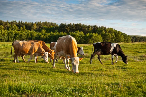 牛の群れ — ストック写真