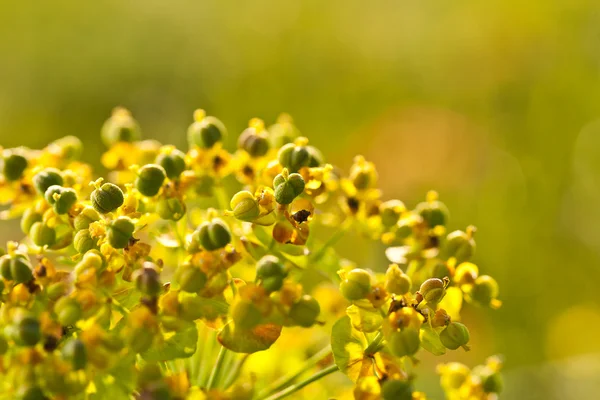 Closeup Luční květ — Stock fotografie