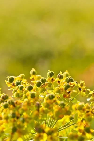 Zbliżenie kwiatów łąka żółty — Zdjęcie stockowe