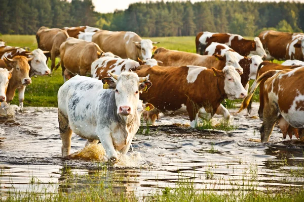 Rebaño de vacas — Foto de Stock