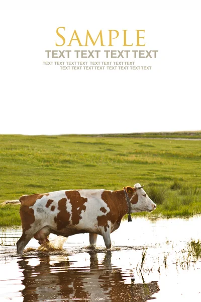 Vaca na rega — Fotografia de Stock