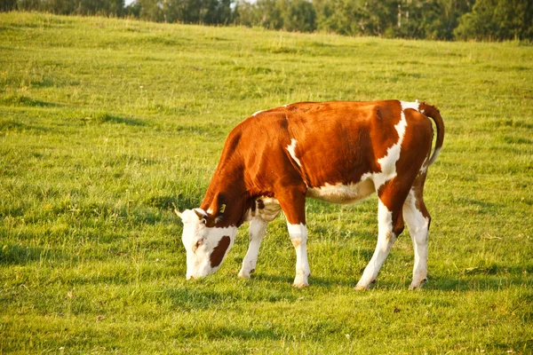 Krowie jedzenie — Zdjęcie stockowe