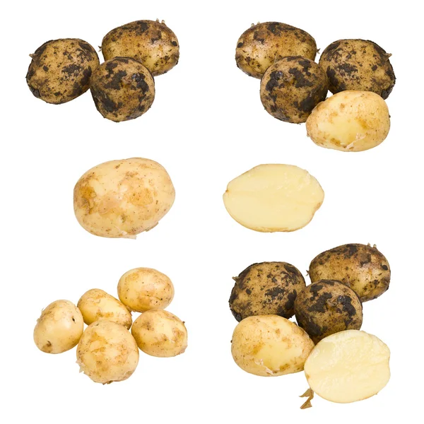 Raccolta di patate — Foto Stock