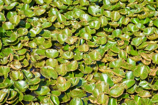 stock image Water lily leaves