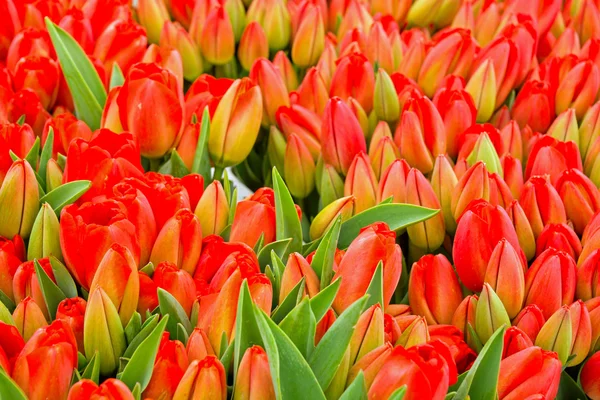 Beautiful tulip flowers — Stock Photo, Image