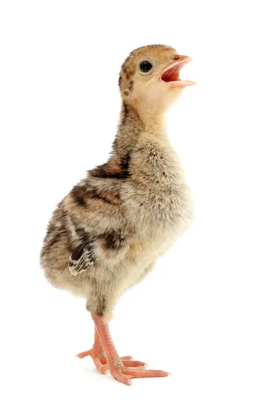 Sjungande kyckling — Stockfoto