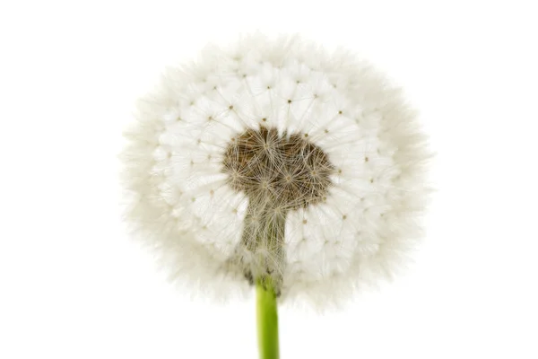 stock image Dandelion