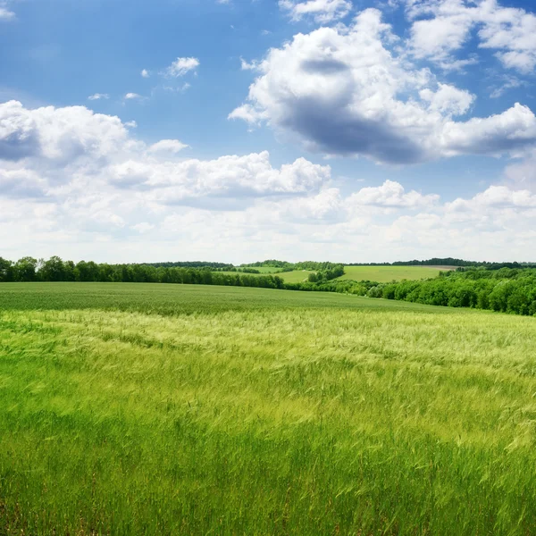 Ladang gandum dan langit biru — Stok Foto
