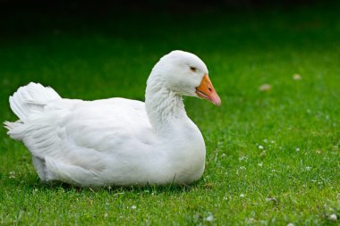 Goose resting on green grass. clipart