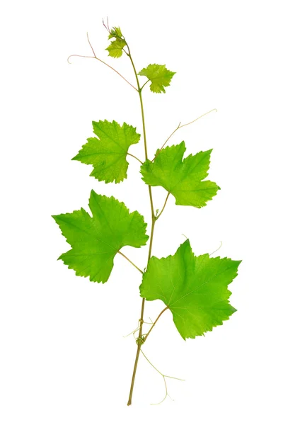 포도 나무 잎 — 스톡 사진