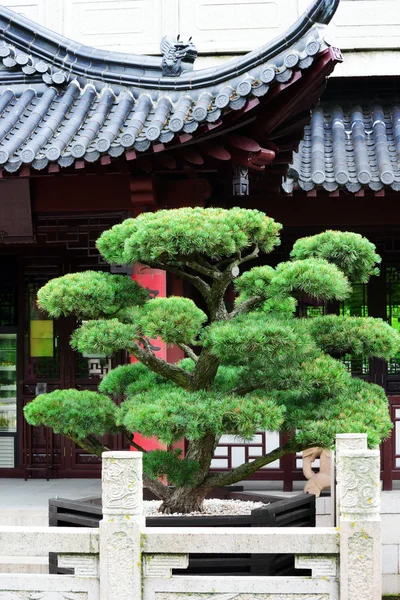 stock image Bonsai on the background of the pagoda.