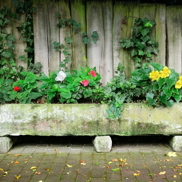 Blumenbeet in der Nähe von Bretterzaun — Stockfoto