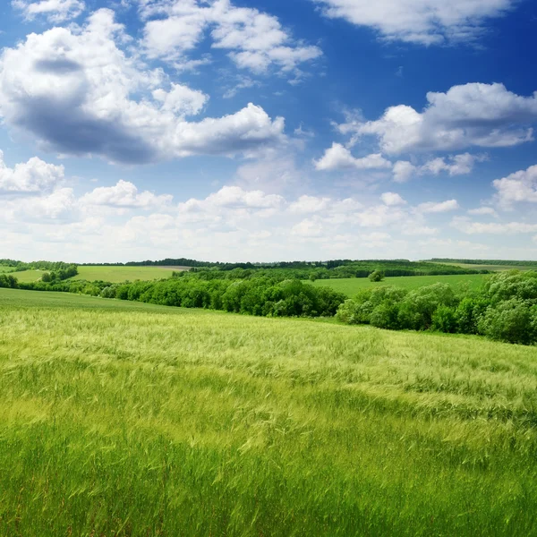 Campo verde e céu azul — Fotografia de Stock