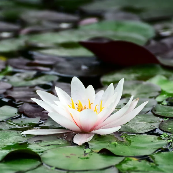 Water lily in lake. — Stock Photo, Image