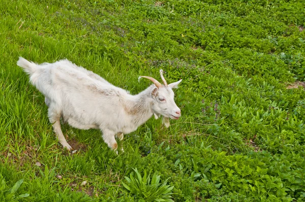 stock image Goat on a meadow