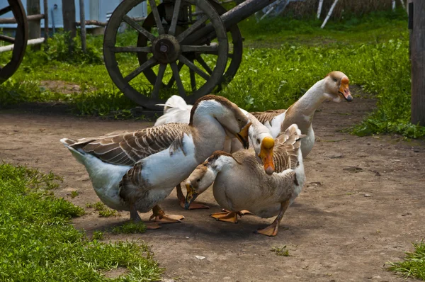 Goose in the village court — Stock Photo, Image