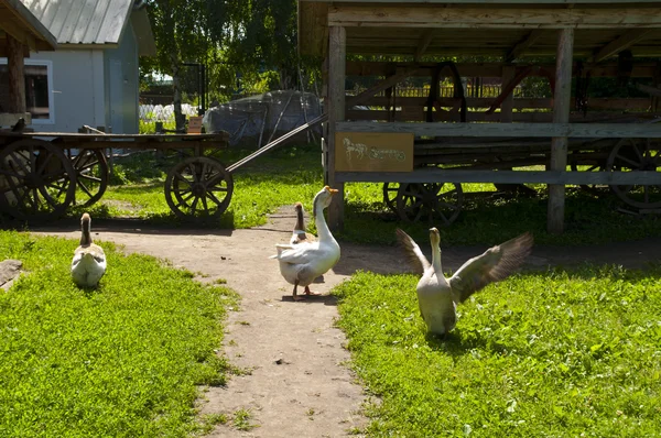 Oie dans la cour du village — Photo