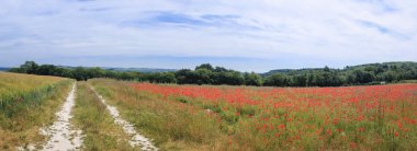 South downs haşhaş çiçekleri İngiltere