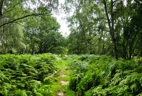 Ashridge lasy ścieżka hertfordshire Anglii — Zdjęcie stockowe