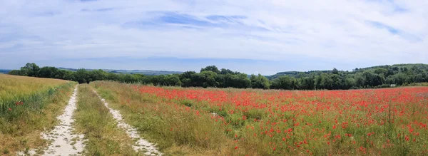 南方丘陵罂粟花朵英格兰 — 图库照片