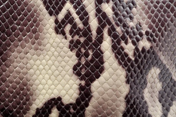 Змії шкіри скоромовкою — стокове фото