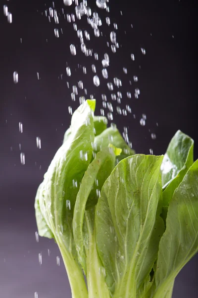 stock image Water pouring on chinese cabbage bok choy