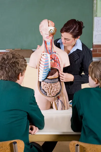Profesora enseñando anatomía humana en clase de biología — Foto de Stock