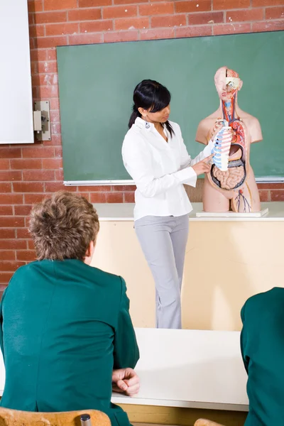 Guru muda mengajarkan anatomi manusia — Stok Foto