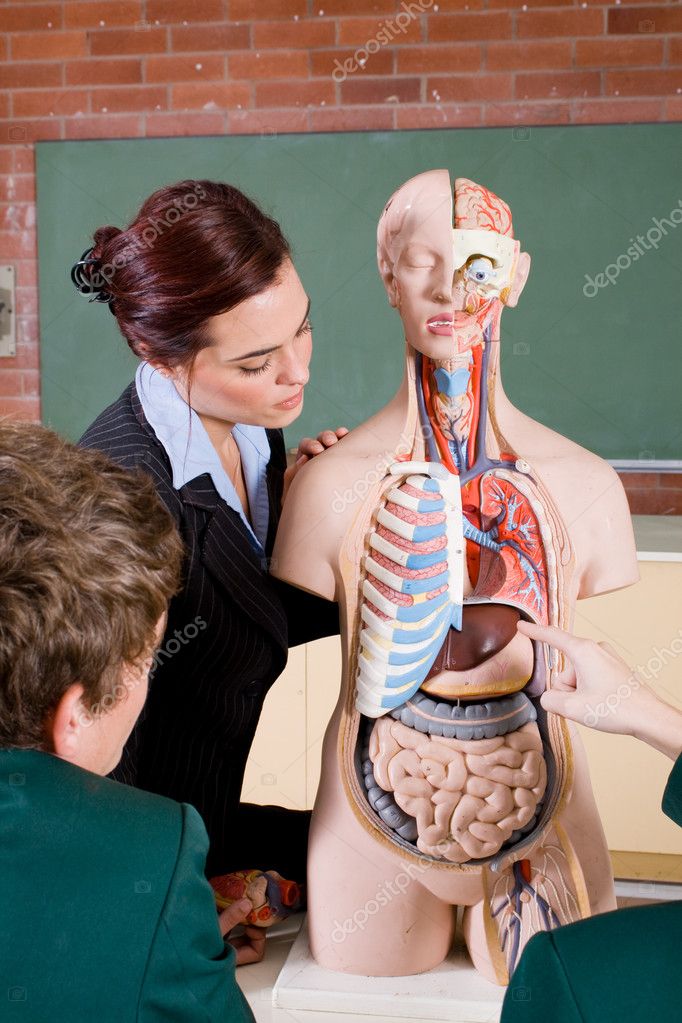 http://static9.depositphotos.com/1011643/1138/i/950/depositphotos_11388928-Teacher-teaching-human-anatomy.jpg