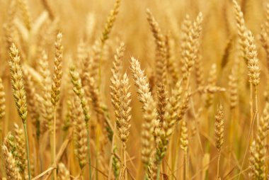 Fields of wheat clipart