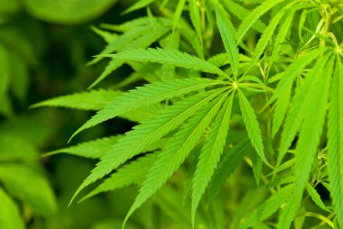 Green bush cannabis clipart