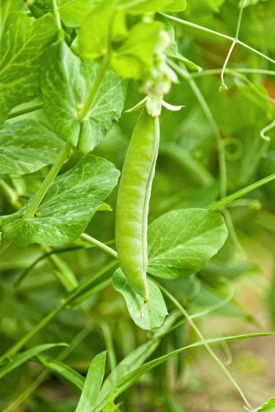 stock image Peas growing on the farm