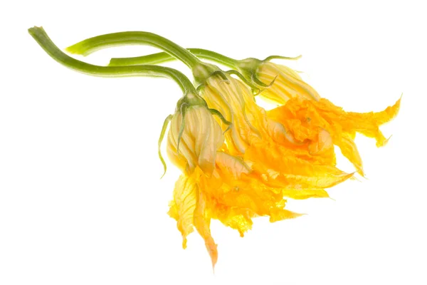 白ズッキーニの花 — ストック写真