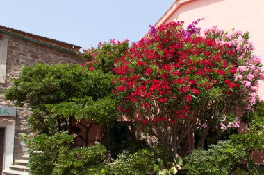 güzel zakkum çalılar, capraia Adası